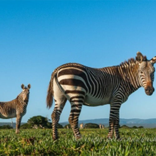 Da Hoop Nature Reserve